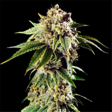 Cannabis seeds Auto Dos Si Dos Feminised Gold